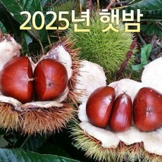 일반알밤 대 10kg