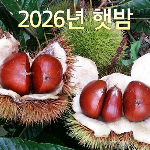 대보밤 대 5kg